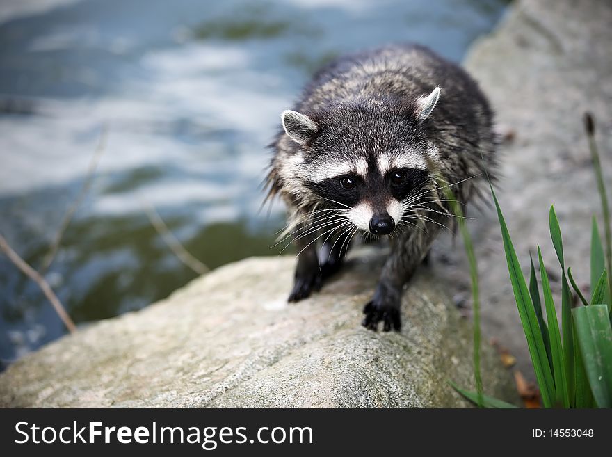 Closeup Of A Raccoon By Water