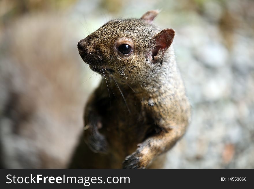 Squirrel closeup