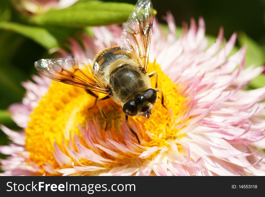 Hoverfly is eating in chrysanthemum heart