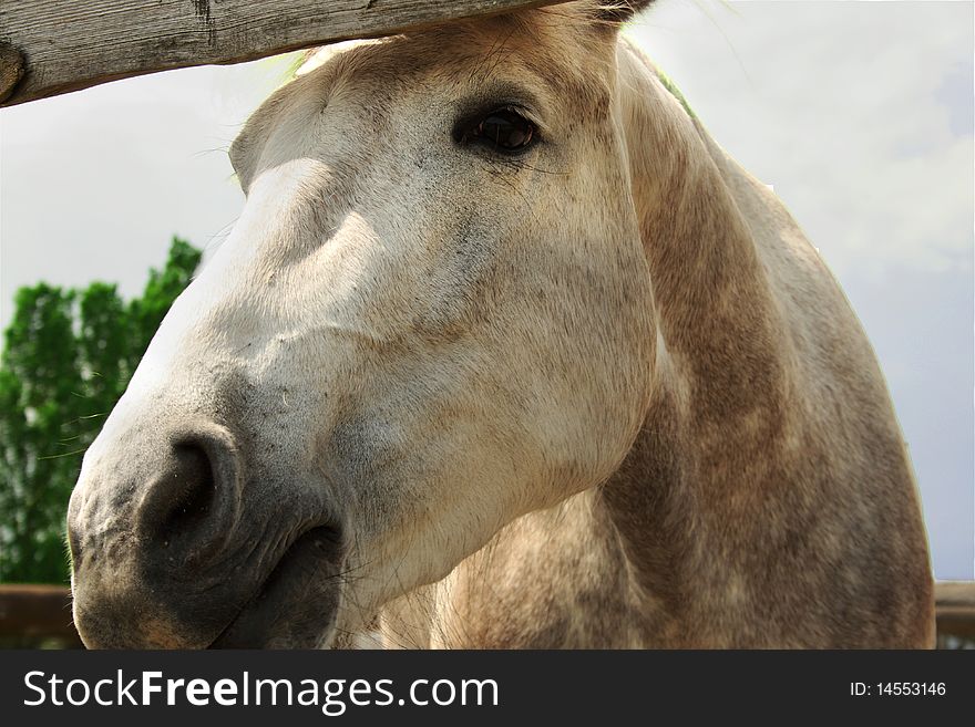 White face fo horse whit black eyes
