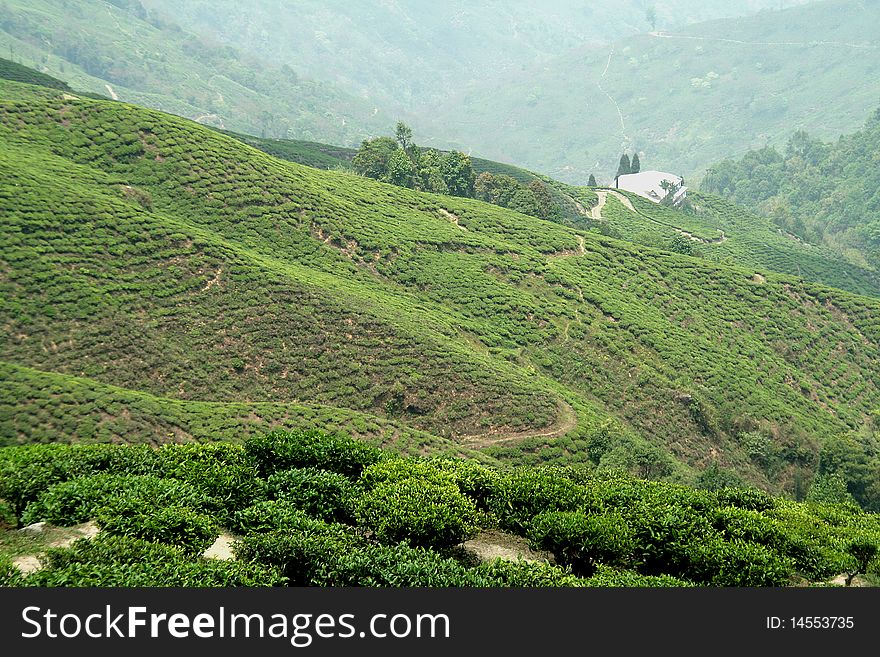 Tea crop grown on mountain slope in Darjeeling, India, Asia. Tea crop grown on mountain slope in Darjeeling, India, Asia