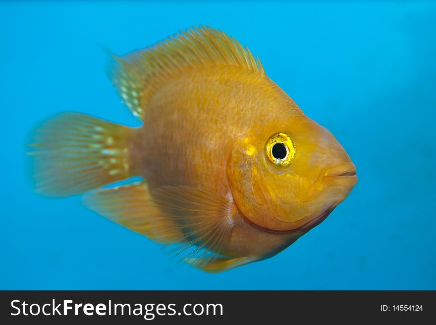 White Parrot or US Parrot Cichlid in Aquarium against blue background