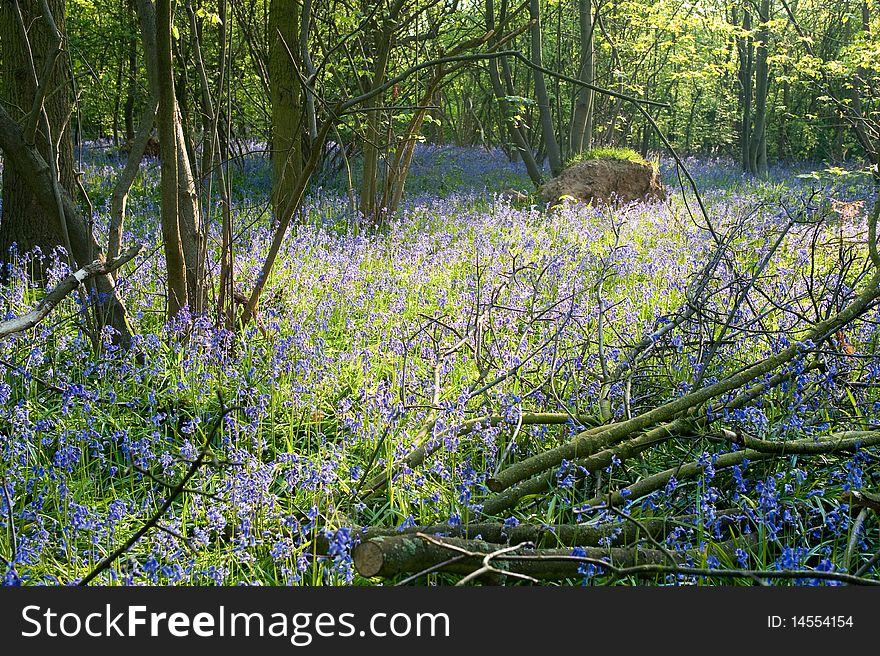 Bluebells in a woodland area at springtime. Bluebells in a woodland area at springtime