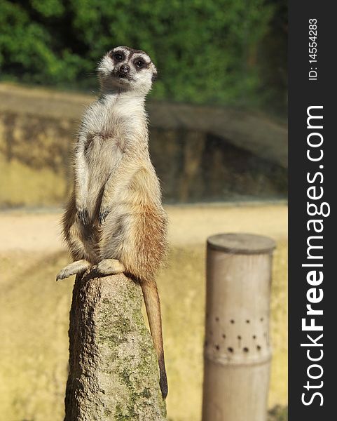 Meerkat (Suricate)