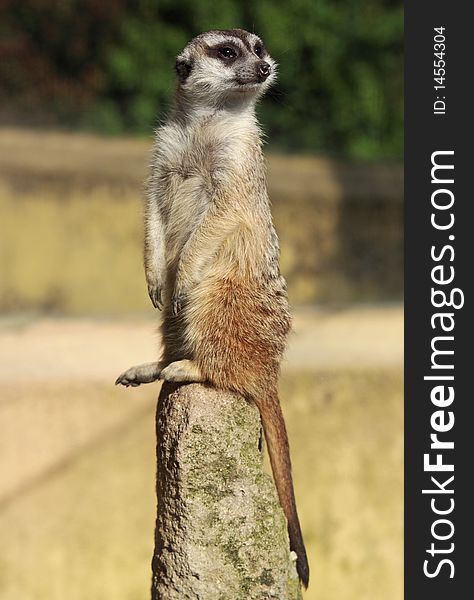 Portrait of a suricate (suricata suricata). Portrait of a suricate (suricata suricata)