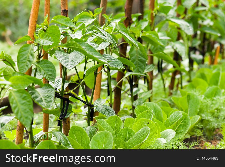 Pepper sprouts