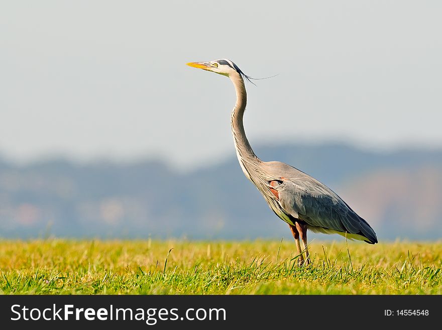 Heron in a meadow with a gentle breeze and mountains in the background. Heron in a meadow with a gentle breeze and mountains in the background