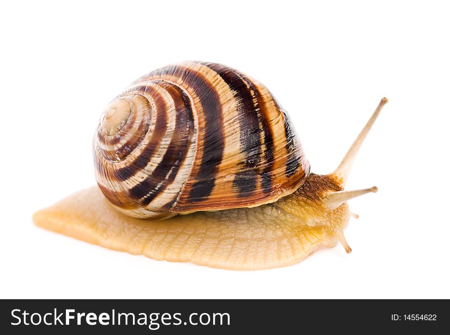 Big garden snail isolated on a white background