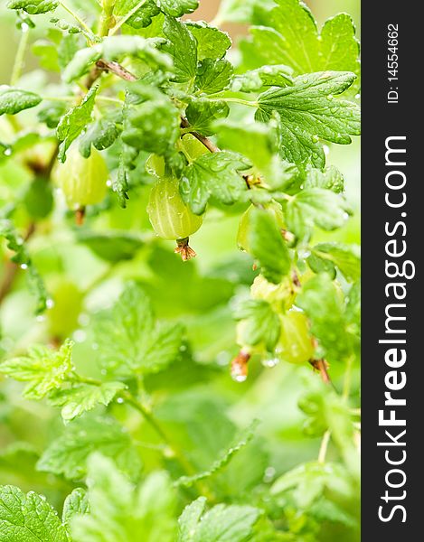 Green gooseberries on the branch with rain drops