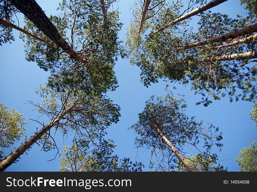 Green trees in solar wood