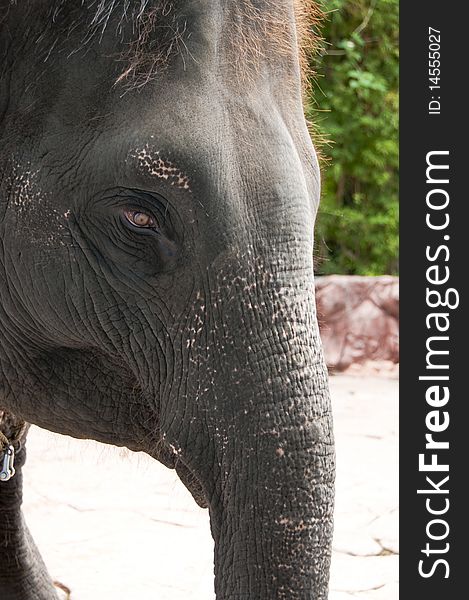 Close up of elephant's head