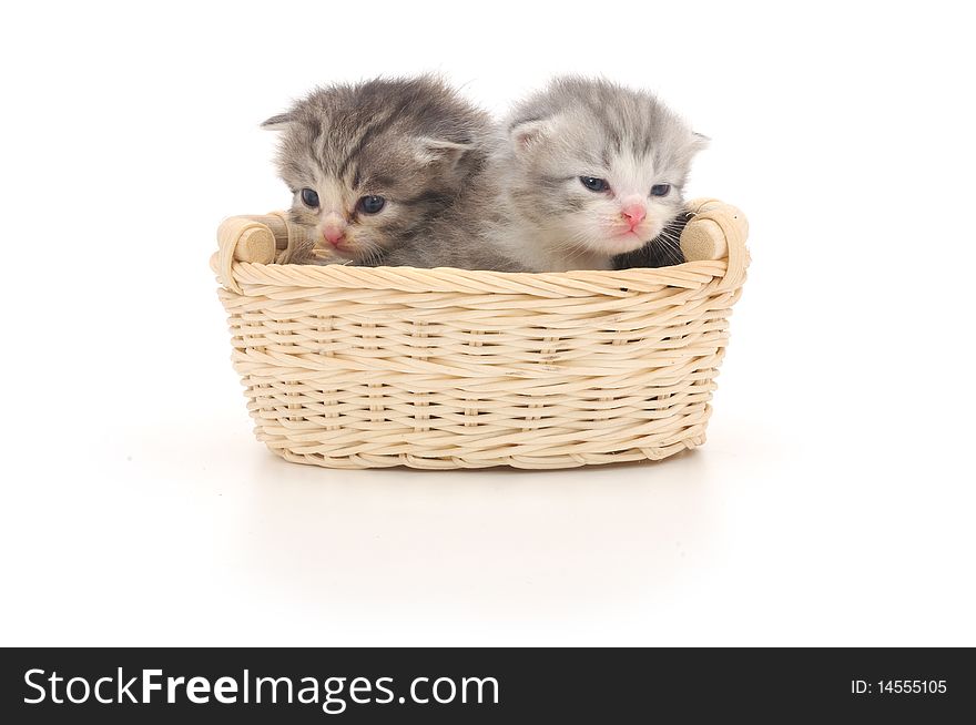 Two small kittens sitting in a basket. Two small kittens sitting in a basket