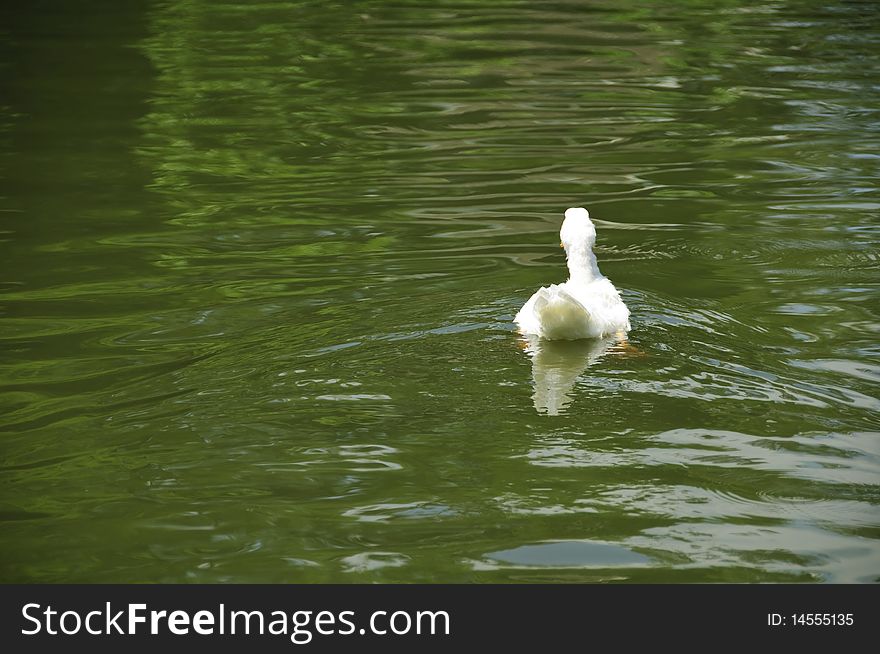 Back Of White Pekin Duck In A Pond Horizontal