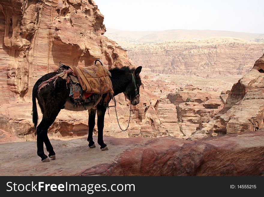 Mule in the city of Petra in Jordan