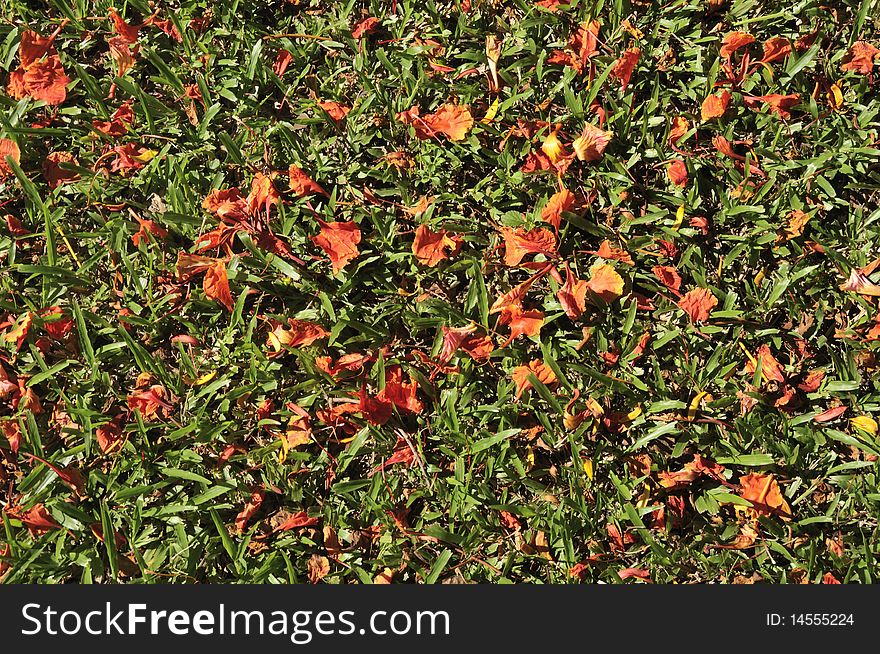 Grass And Red Leaf