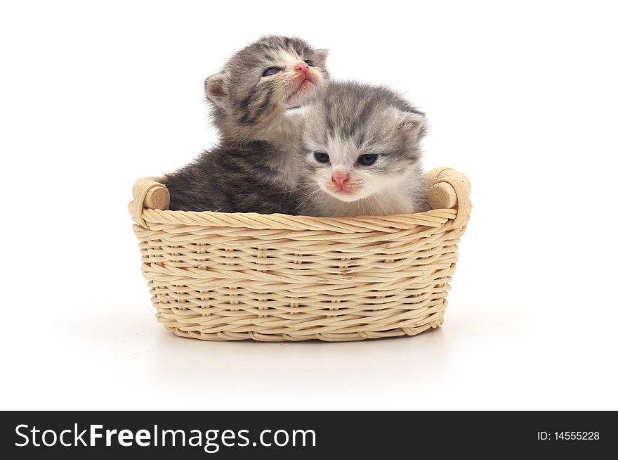 Isolated Kittens In Basket