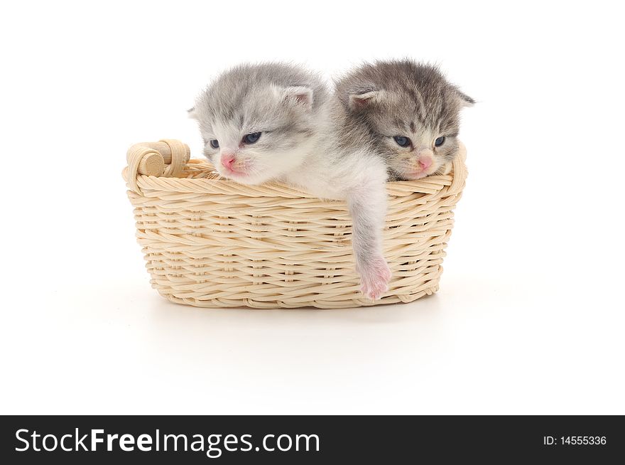 Two small kittens sitting in a basket. Two small kittens sitting in a basket