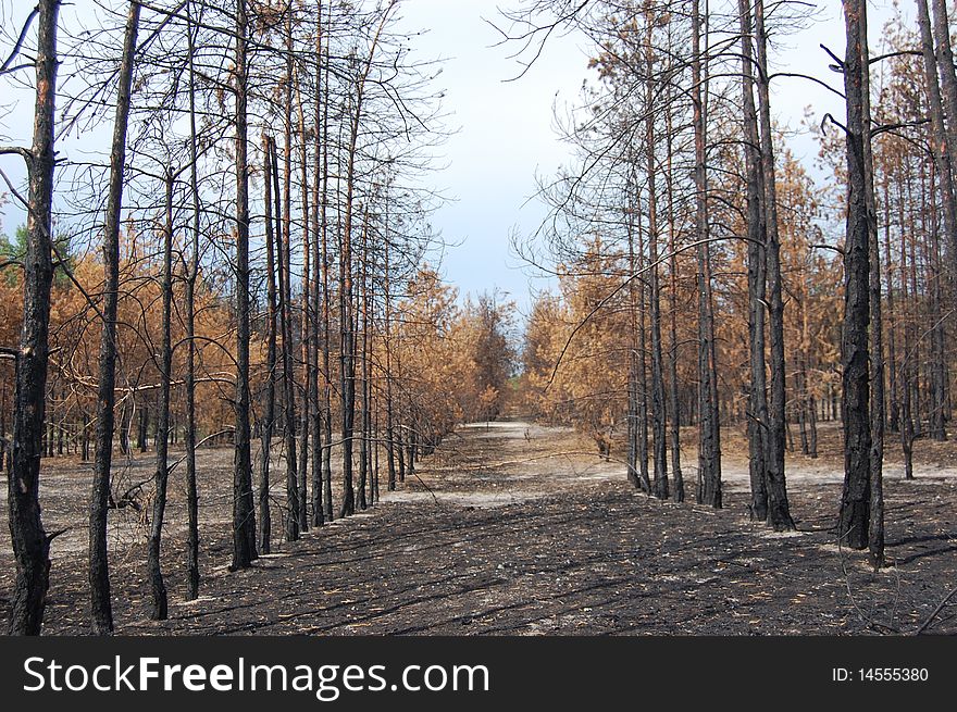 Dead forest.Near Chernobyl area.Kiev region,Ukraine