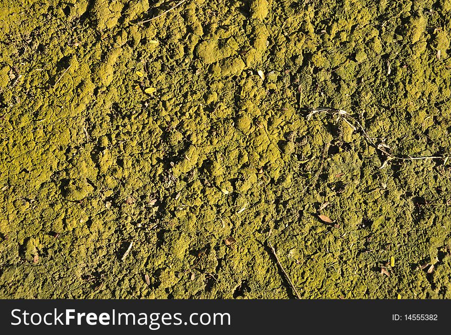 Soil is covered with green moss, Thailand. Soil is covered with green moss, Thailand.