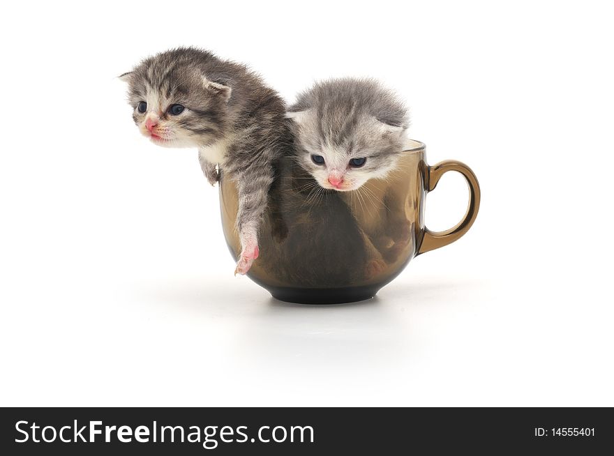 Cute kittens in glass cup. Cute kittens in glass cup