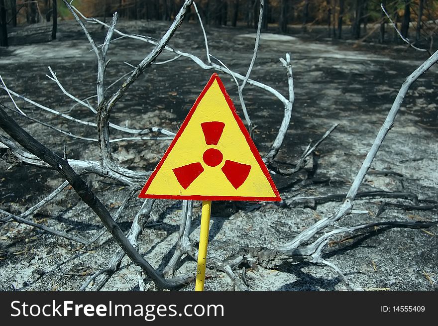 Dead forest.Near Chernobyl area.Kiev region,Ukraine