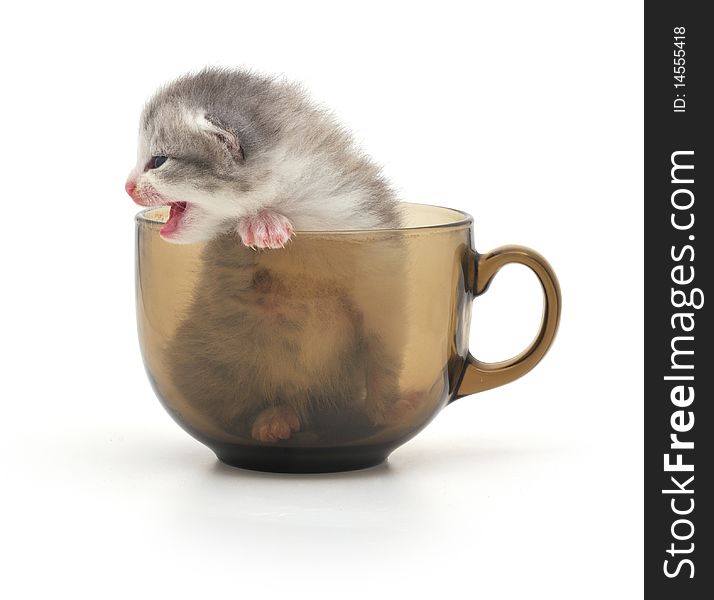 Kitten in cup
