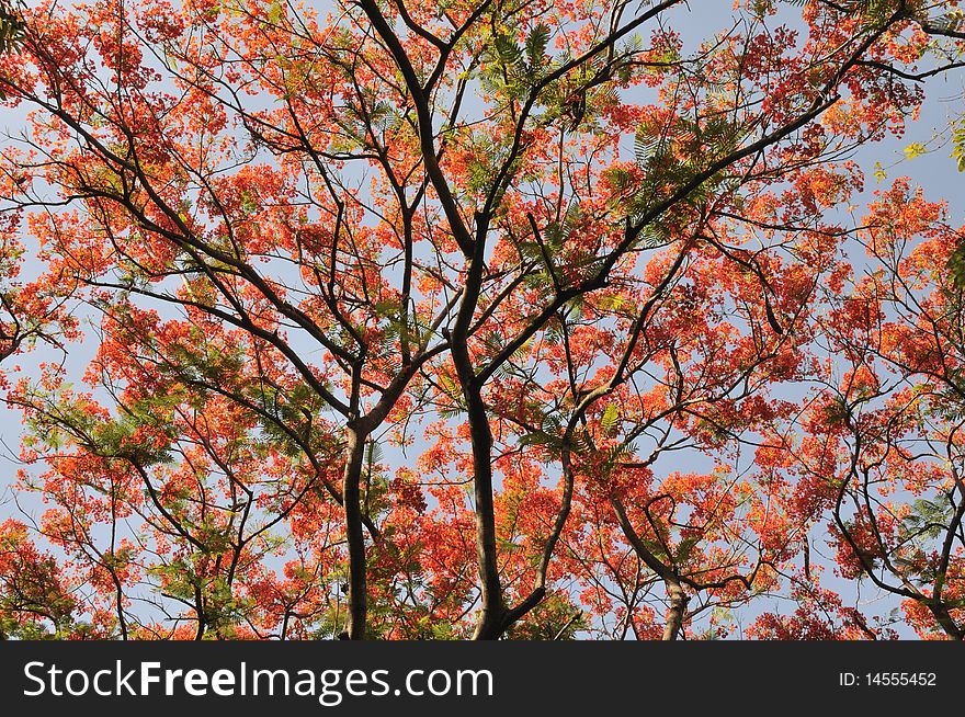 Tree With Red Leaf, Thailand.