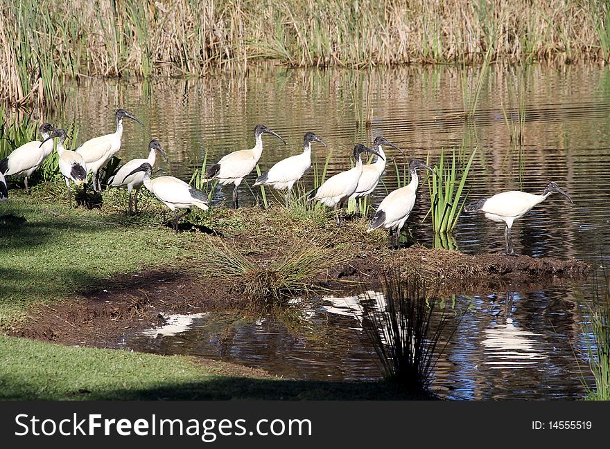 Australian white Ibis, likes marshy wetlands reaches sexual maturity in 3 years, lives up-to 28 years