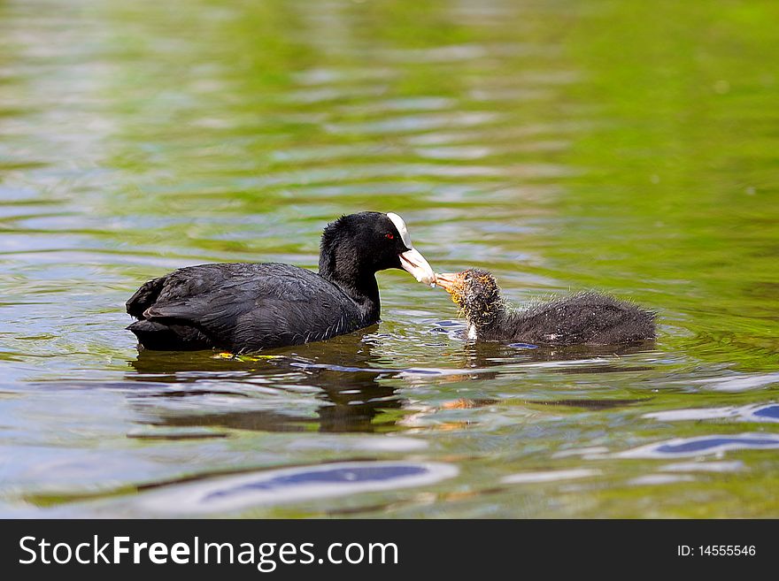 Coot feeding her young chick