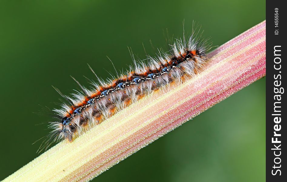 Nice Black and red caterpillar. Nice Black and red caterpillar