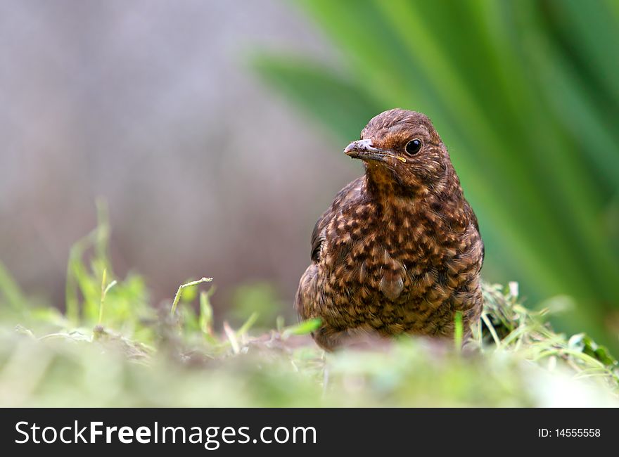 Eurasian Blackbird - female Turdus merula