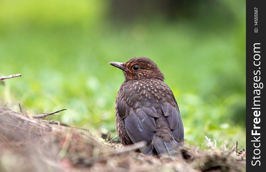 Eurasian Blackbird - female Turdus merula