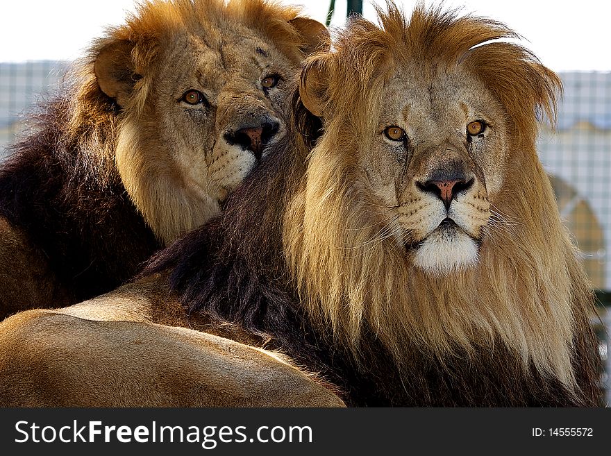Two Male Lions