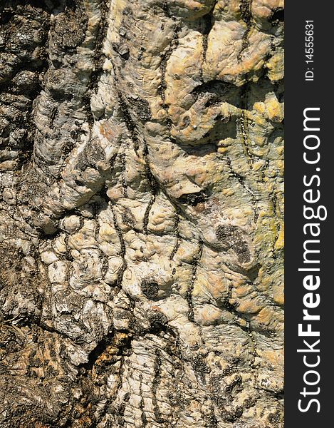 Rough tree bark texture