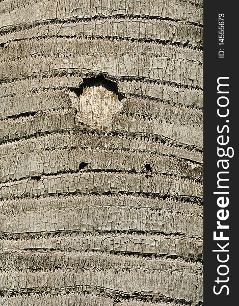 Tree bark texture with round hole