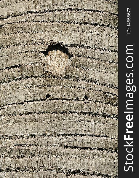 Tree Bark Texture With Round Hole