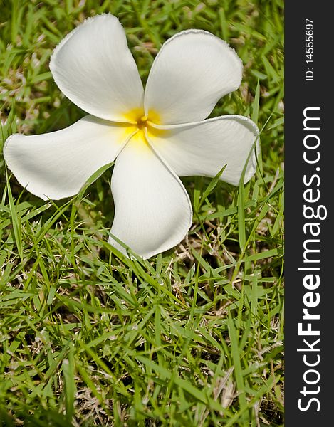 This is a white plumeria flower on grass in the afternoon. This is a white plumeria flower on grass in the afternoon.