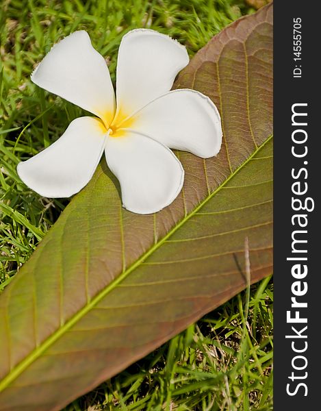 This is a white plumeria flower and plumeria leave. This is a white plumeria flower and plumeria leave.