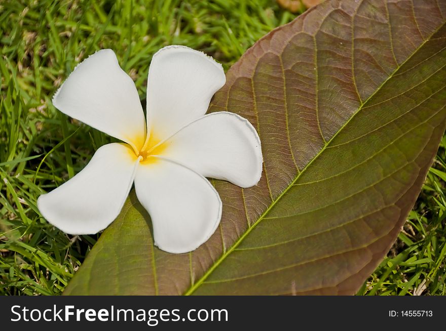 White plumeria flower on grass