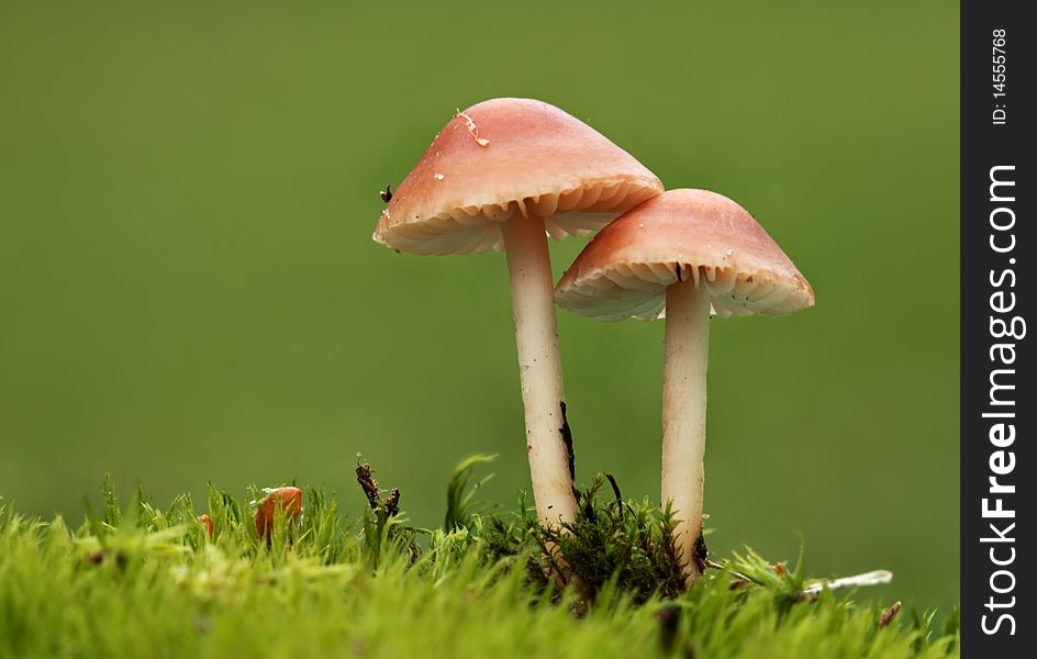 Two mushrooms in the moss with green background