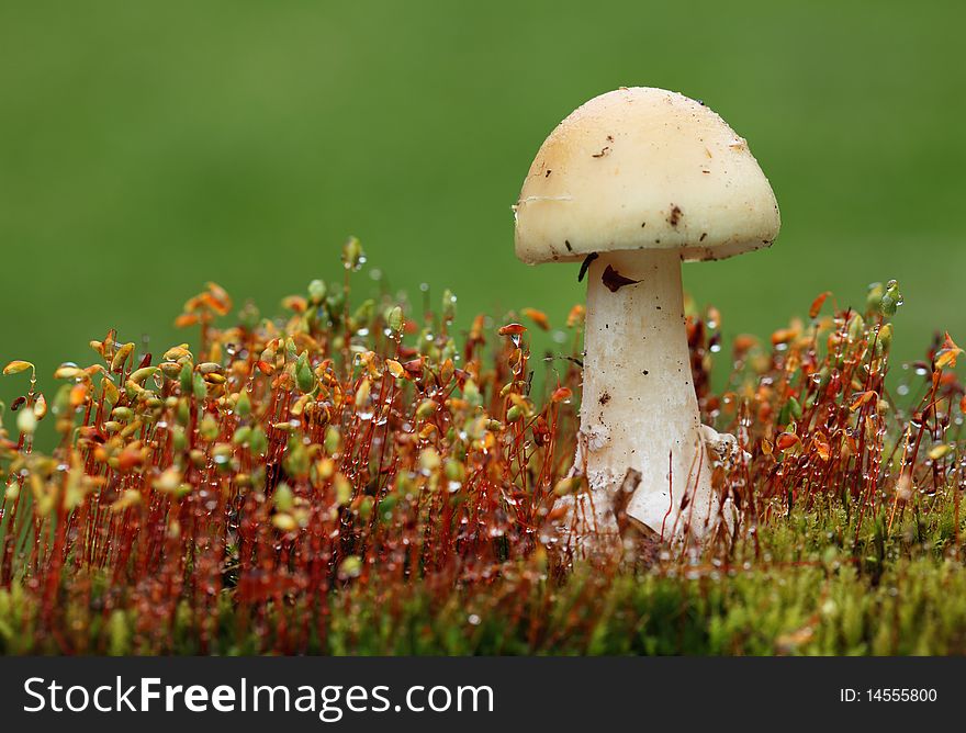 Mushroom - White Toadstool In Moss