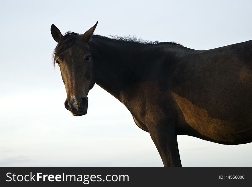 A color landscape photo of a brown mare horse standing in a field and looking towards the camera. A color landscape photo of a brown mare horse standing in a field and looking towards the camera.