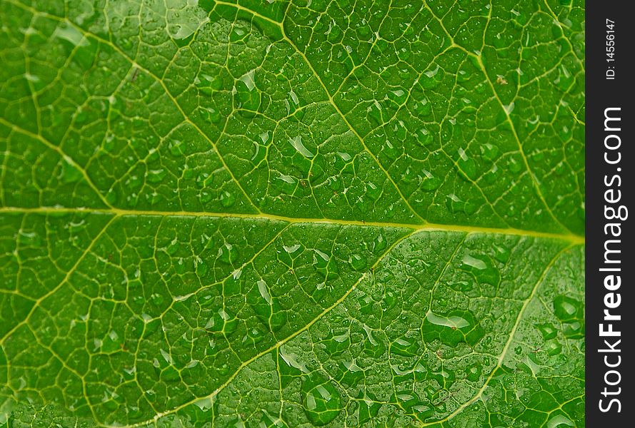 Image closeup of dew drops on a bright green leaf.