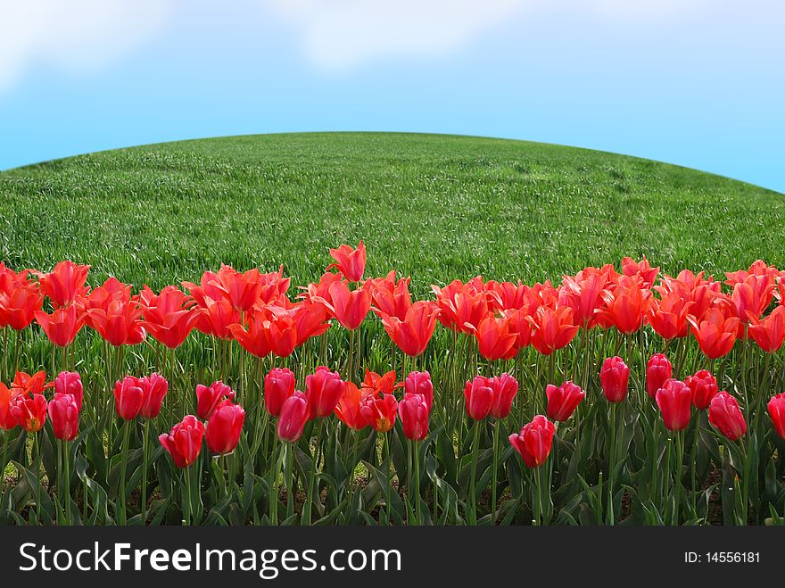 Beautiful landscape with Tulips field in sunny spring morning. Beautiful landscape with Tulips field in sunny spring morning