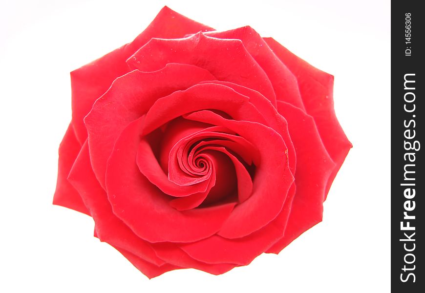 Damask Red Rose Heart Closeup