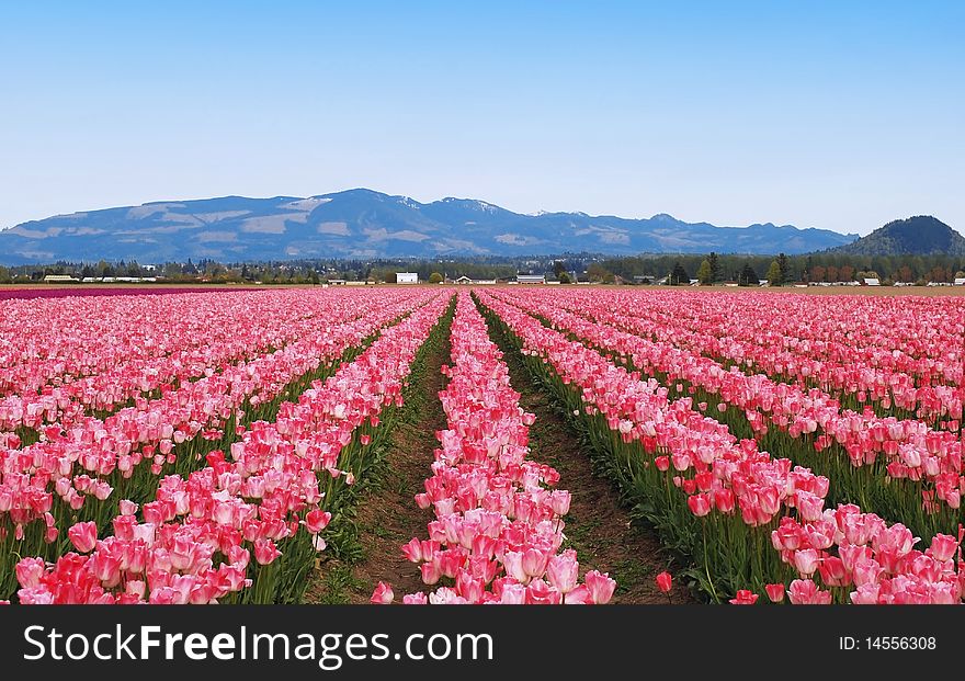 Beautiful landscape with Tulips field in sunny spring morning. Beautiful landscape with Tulips field in sunny spring morning