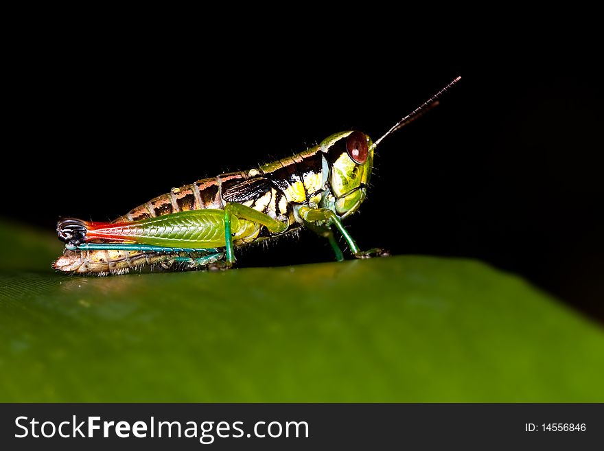 Grasshopper on leaf and dark background image