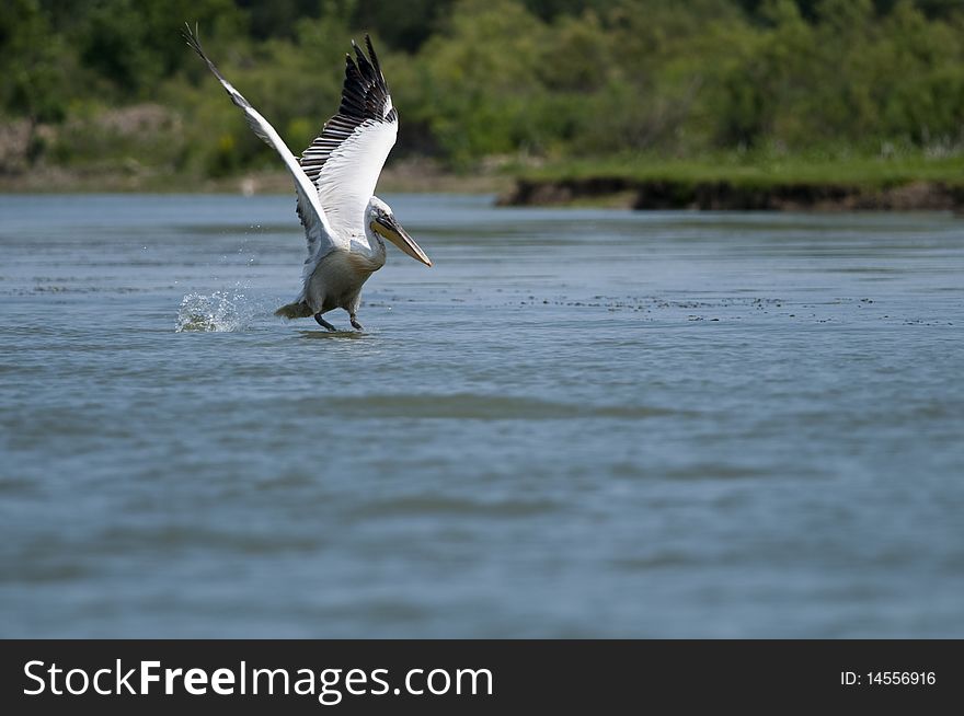 Dalmatian Pelican taking off from water