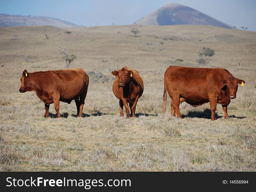 3 curious brown cows staring right at you
