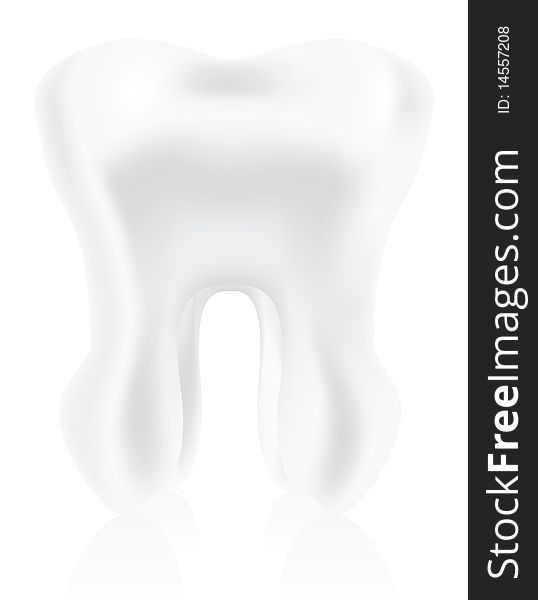 Photo-realistic tooth illustration on white